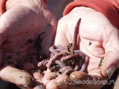 Розведення земляних черв'яків - вермикультура