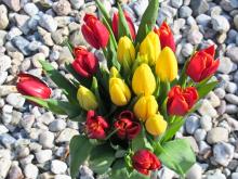 4-tulipany