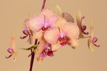 7-orchidea