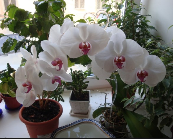 орхидея уход в домашних условиях
