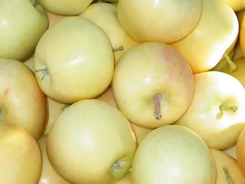 Як правильно вибрати сорт яблук для тривалого зберігання