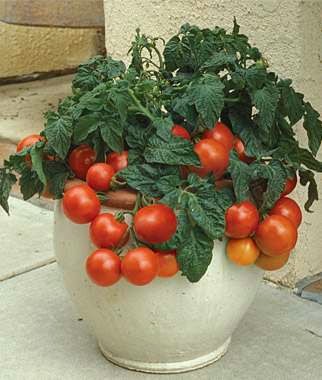 Куст помидор растет в горшке на балконе