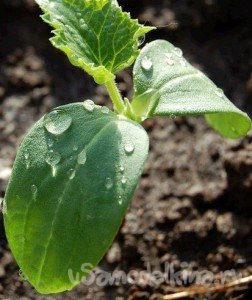 Рекомендації з вирощування розсади огірків