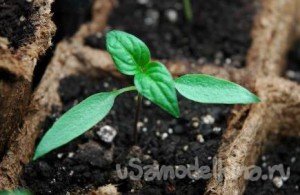 Корисні поради по вирощуванню розсади перцю
