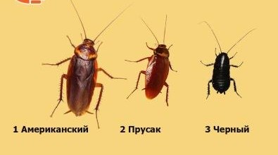 виды тараканов