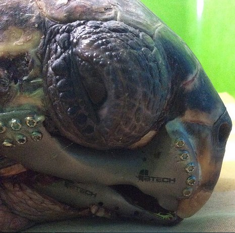 3D-печать: Черепаха с титановым протезом верхней челюсти