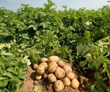 Вирощування картоплі