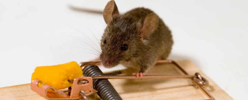 эффективное уничтожение мышей