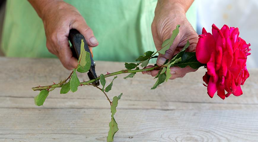 Выращивание роз из черенка букета