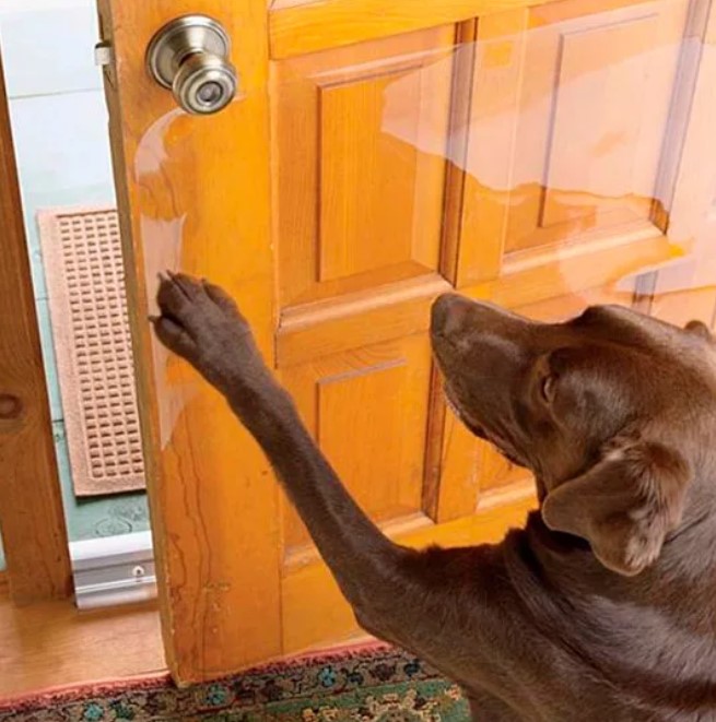 Дверь и собака.jpg