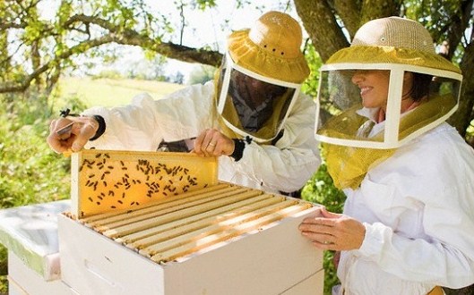 Пчелиный стартап умный улей