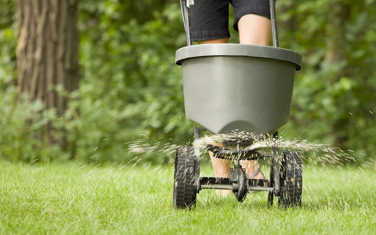 Как часто нужно удобрять газон?