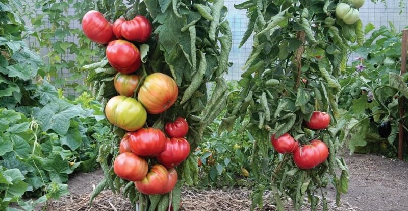 Чем чаще всего болеют томаты в теплицы и как их лечить биопрепаратми
